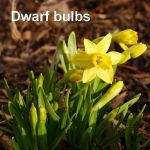 Dwarf daffodils