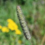 orgaic timothy seeds