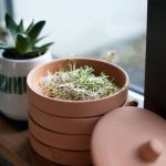Terratcotta sprouter for kitchen