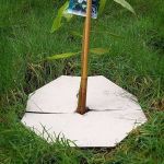 Mulch Disc for Plants