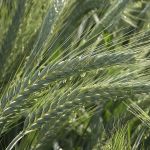 Organic Spring Triticale Seed
