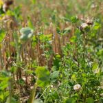 Organic Undersowing Mix
