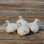 Garlic for planting and growing in Ireland