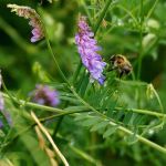 Phacelia and vetch cover crop