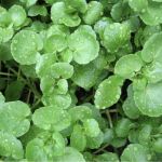 Watercress