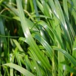 Westerwolds Ryegrass Organic
