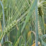 Organic Winter Wheat Seed