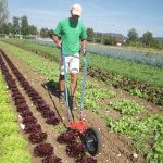 Using Glaser Wheelhoe