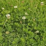 4.1 Species rich pasture