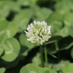 White Clover Flower
