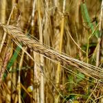 Organic Wild Rye Seed