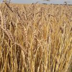 Spelt Seed Ireland