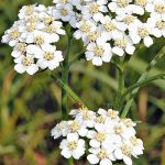 Yarrow