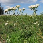 Yarrow for Grazing