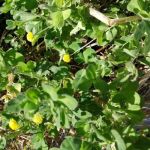 Yellow Clover Black Medic