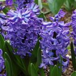Organic Hyacinth Blue Pearl