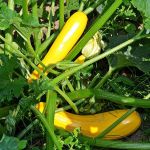 Courgette Gold Rush