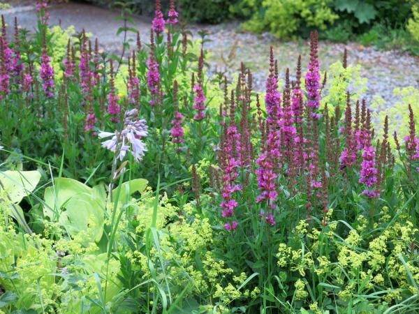 How does your garden grow - featured February garden