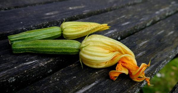 Seasonal Table July - Courgettes