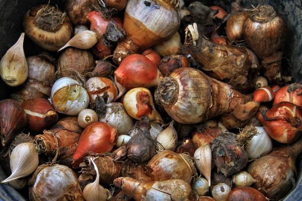 What to Plant in October