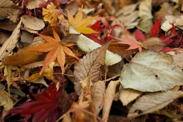5 things to do in Autumn to Prepare your Garden for Winter and Spring