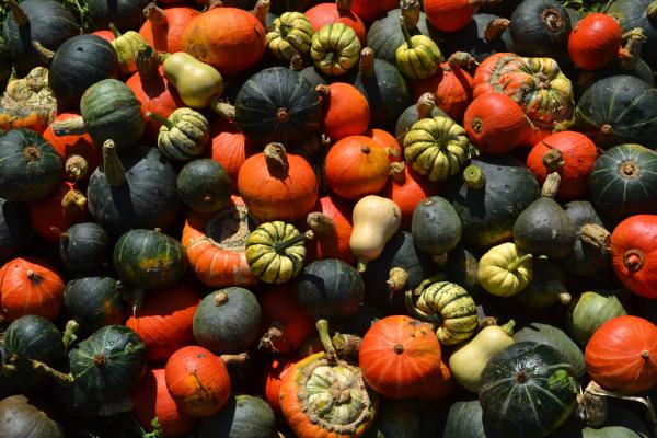 Harvesting & Storing Pumpkin