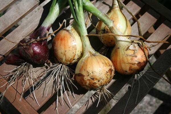 How to Grow Onions From Sets