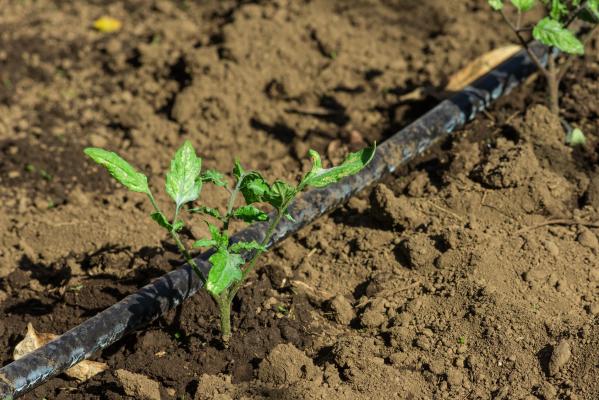 Guide to Dripline Irrigation Systems