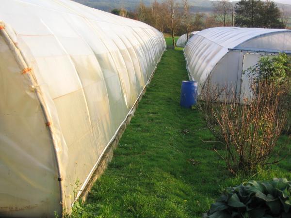 Cleaning Your Polytunnel