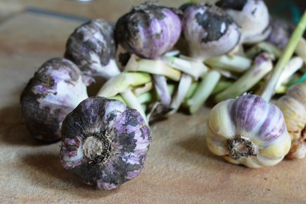 Garlic Plant Nutrition Guide