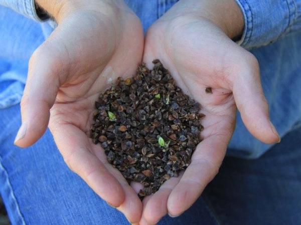 Open Pollinated Seeds