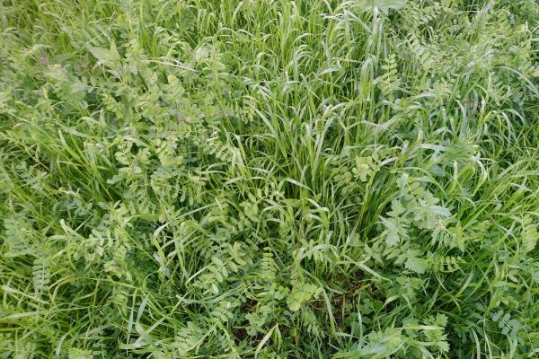 Winter Green Manures