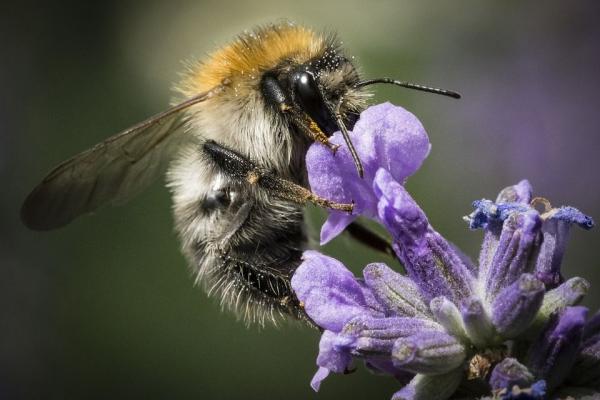 World Bee Day 20th May