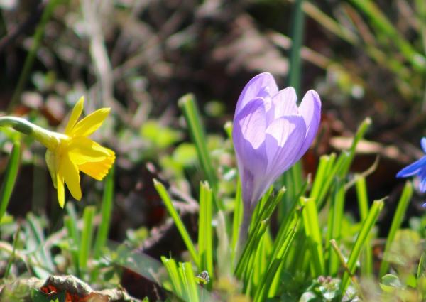 Flower Bulbs for Naturalising