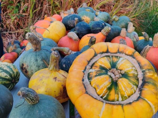 Harvesting & Storing Pumpkins