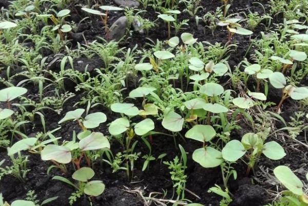 2025 Is a Strong Year for Cover Crop Establishment - Here’s Why