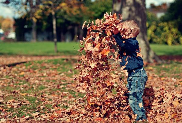 Using Leafmould as a Soil Conditioner