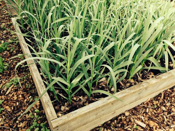 How To Grow Garlic