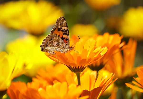 Growing a Medicinal Herb Garden