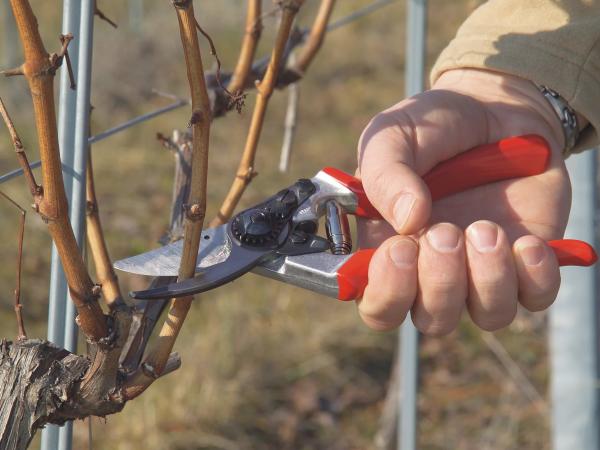 Pruning Soft Fruit Bushes