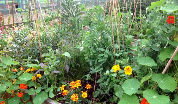 How does your Garden Grow - Featured June Winner