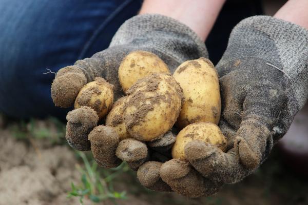 Harvesting & Storing Maincrop Potatoes