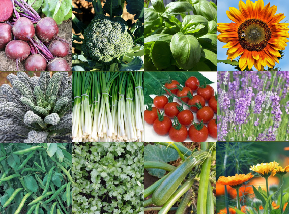 Most Popular Seeds 2023