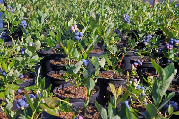 Klasmann Ericaceous Compost