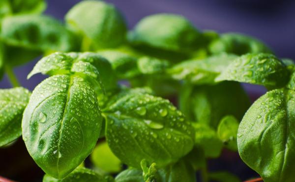 Boost Plants with a Foliar Feed