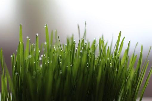 How To Grow Wheatgrass