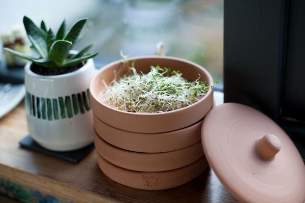 How to Sprout at Home