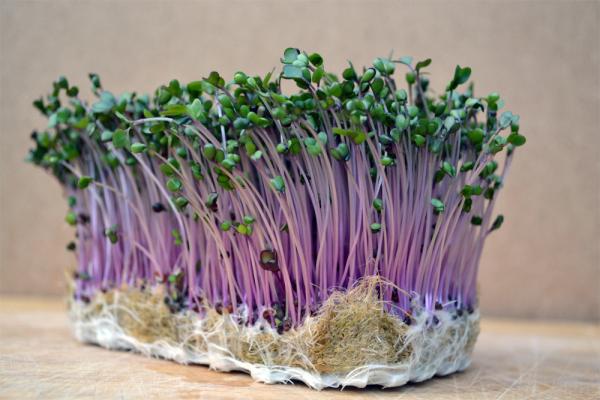 How To Grow Microgreens