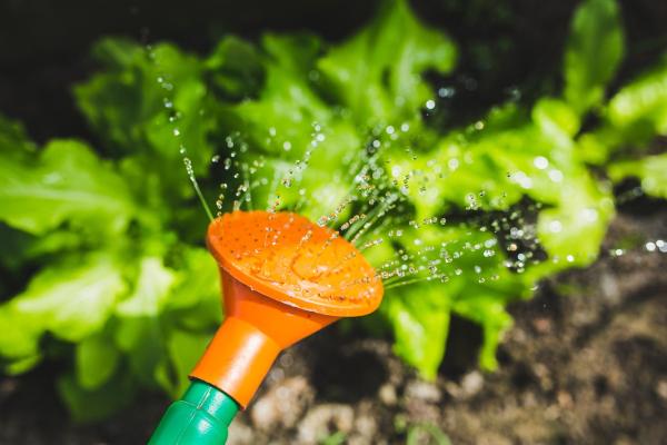 Wise Watering