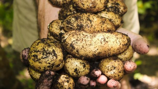 Potatoes - How to get a great crop!